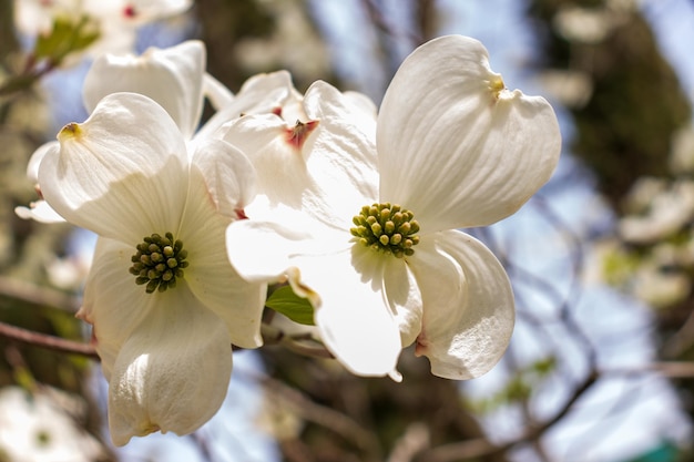 Flores da árvore de Dogwood florescendo na primavera