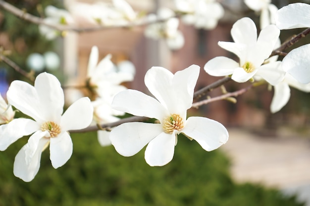 Flores da árvore de flor branca de magnólia, close-up, ao ar livre, primavera.