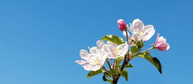 Flores da árvore de maçã contra o céu azul