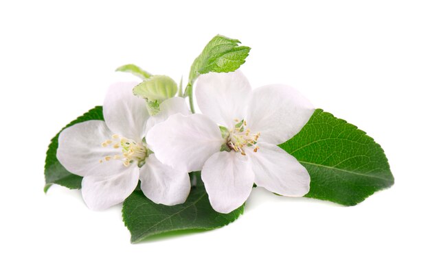 Flores da árvore de maçã isoladas no espaço em branco. flores de primavera