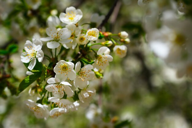 Flores da árvore de pera. Flores da árvore branca na primavera. Fechar-se. Foco seletivo.