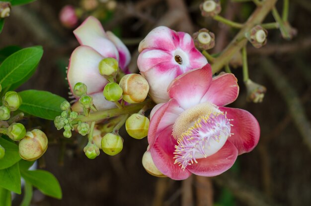 Flores da árvore de Salavan