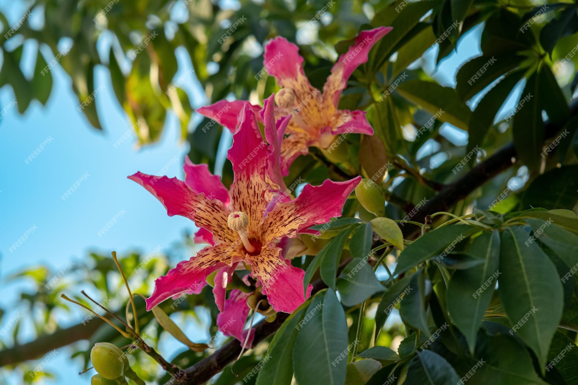 Flores da árvore de seda de fio dental em um fundo natural desfocado | Foto  Premium