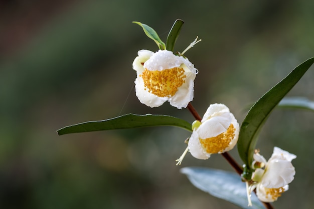 Flores da árvore do chá na chuva, pétalas com gotas de chuva