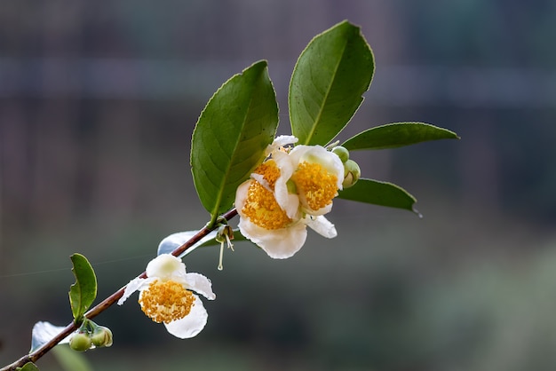 Flores da árvore do chá na chuva, pétalas com gotas de chuva