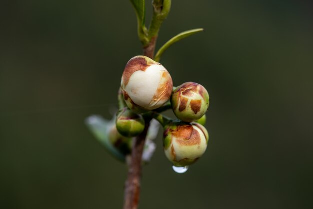 Flores da árvore do chá na chuva, pétalas com gotas de chuva