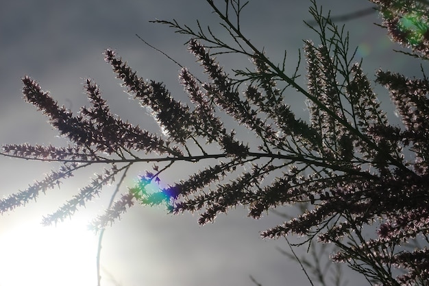 Flores da árvore Tamarisk lat Tamarix smyrnensis no contra-luz