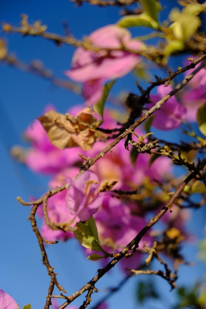 Flores da buganvília contra um céu azul