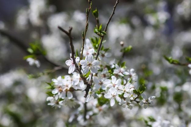 Flores da cerejeira Flores da primavera em um dia ensolarado