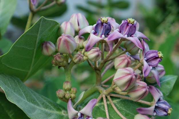 Flores da coroa roxa Flores gigantes da erva-leiteira indiana apresentadas para o Dia do Professor Observação