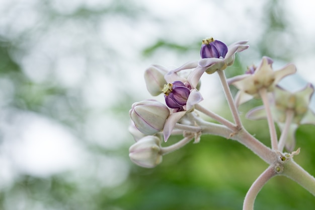 flores da coroa roxa