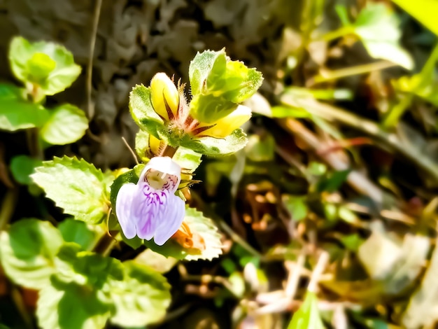 Flores da Euphrasia eyebright comum ou Euphrasia officinalis