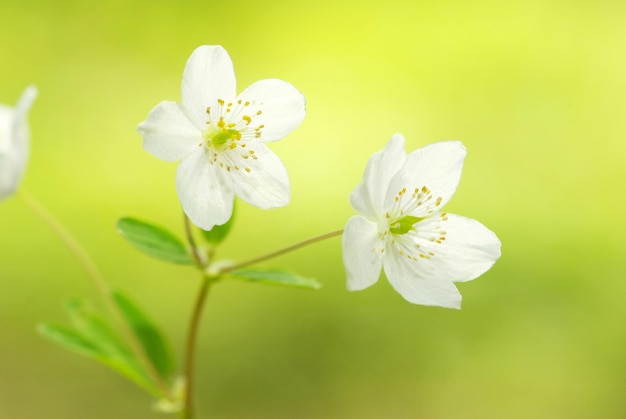 flores da floresta