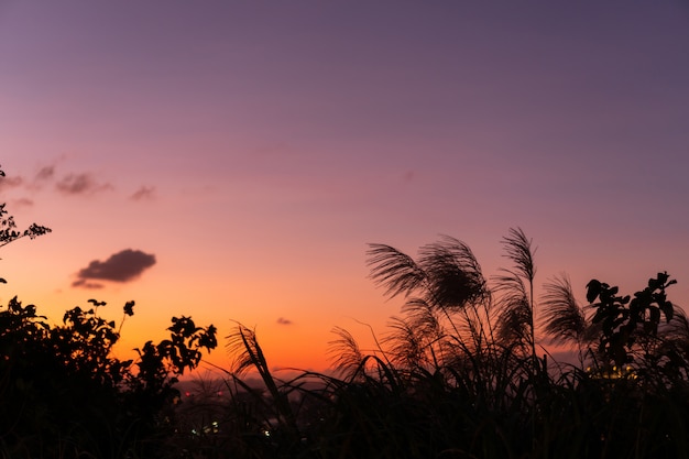 Flores da grama durante o pôr do sol. Sombra de plantas com luz em tom quente. Hora da noite na colina. Foco suave no fundo da natureza.