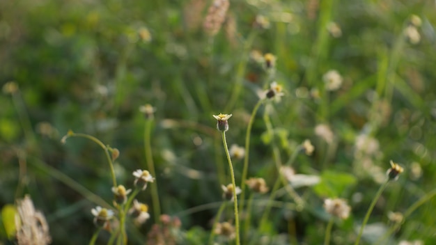 flores da grama