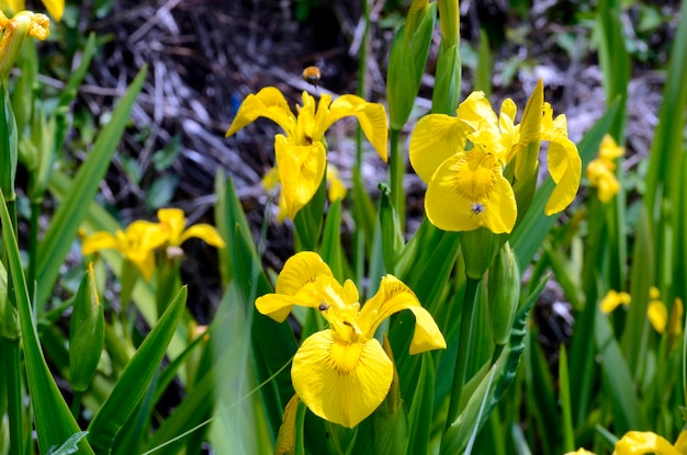 Flores da íris amarela Iris pseudacorus em um