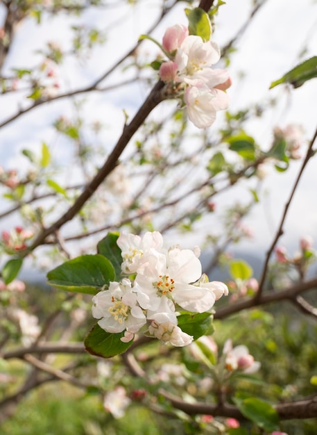 Flores da macieira Fuji ao sol na primavera