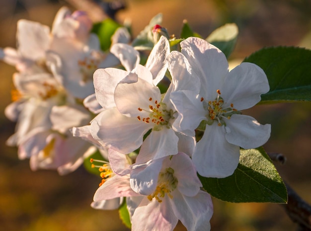 Flores da macieira Fuji ao sol na primavera