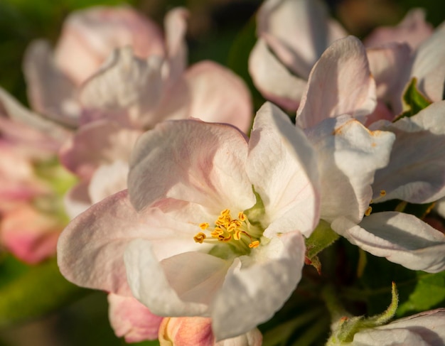 Flores da macieira Fuji ao sol na primavera