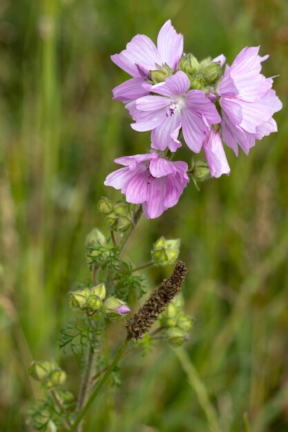 Flores da malva rosa selvagem (Alcea rosea). Uma planta rosa da família da malva (Malvaceae) com floração no verão.