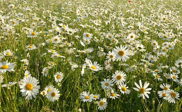 Flores da margarida da primavera no prado