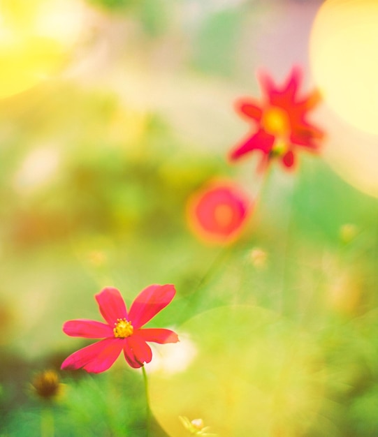 Flores da margarida em um jardim de sonho no verão