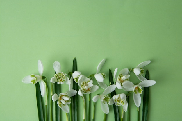 Flores da mola, snowdrops brancos sobre o fundo verde.