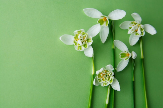 Flores da mola, snowdrops brancos sobre o fundo verde.