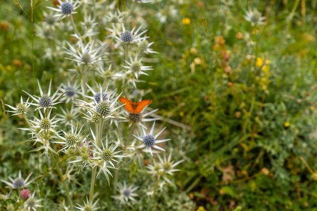 Flores da montanha no vale Ripera na cidade de Panticosa nos Pirenéus Huesca