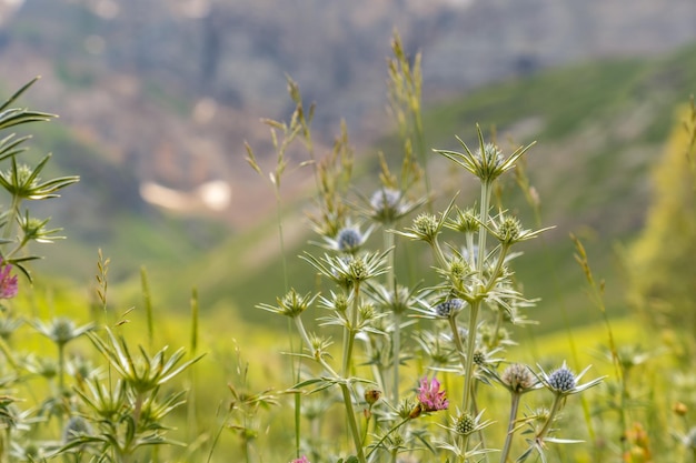 Flores da montanha no vale Ripera na cidade de Panticosa nos Pirenéus Huesca