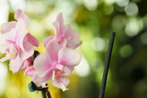 Flores da orquídea close-up