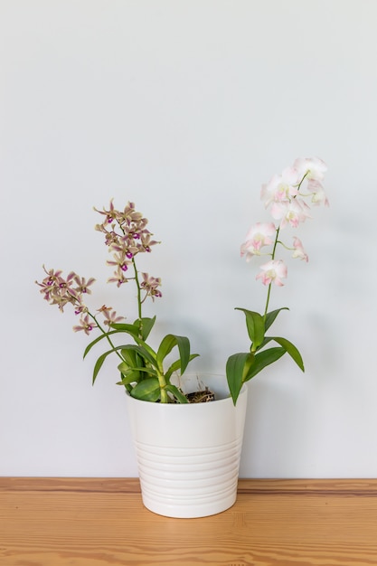 Flores da orquídea em uma panela branca em uma mesa de madeira