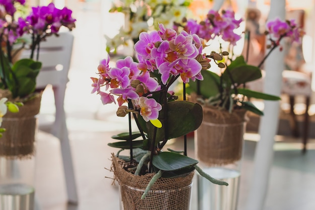 Flores da orquídea em vasos de vidro transparente