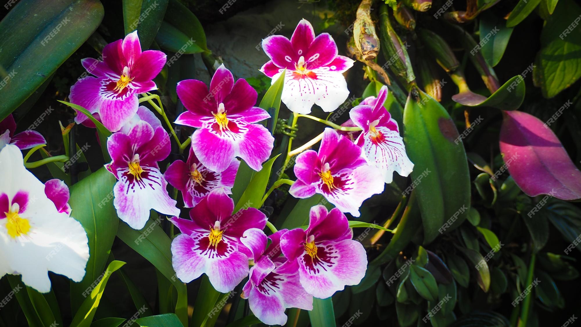 Flores da orquídea miltoniopsis phalaenopsis em jardins botânicos em  cingapura | Foto Premium