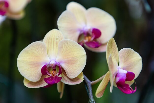 Flores da orquídea no jardim. Phalaenopsis Orchidaceae