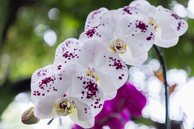 Foto flores da orquídea no jardim. phalaenopsis orchidaceae.