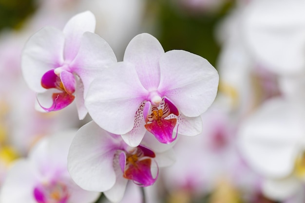 Flores da orquídea Phalaenopsis no jardim