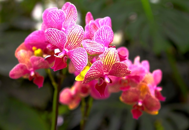 Flores da orquídea phalaenopsis roxa clara bonita com fundo natural.