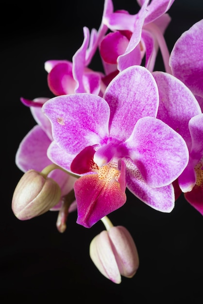 Flores da orquídea Phanaelopsis