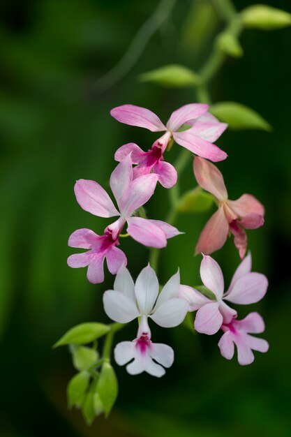 Flores da orquídea que são coloridas na natureza.