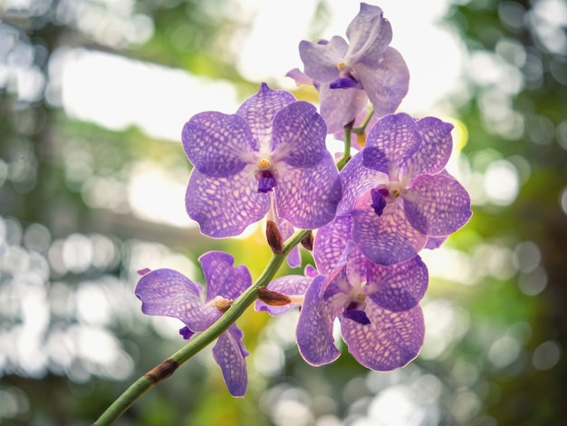 Flores da orquídea vanda azul. orquídeas florescendo florais