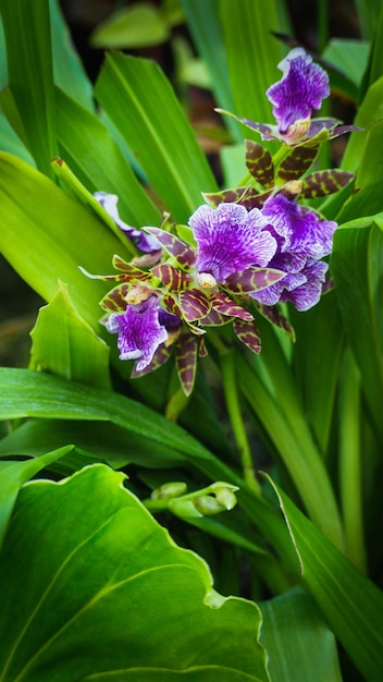 Flores da orquídea zygopetalum maculatum em jardins botânicos em Cingapura