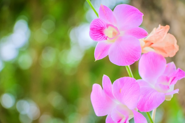 Flores da orquídea