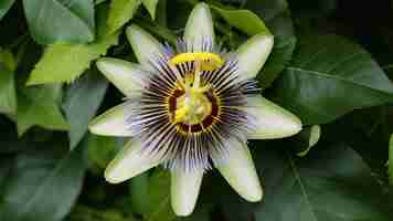 Foto flores da paixão ou videiras da paixão passiflora edulis
