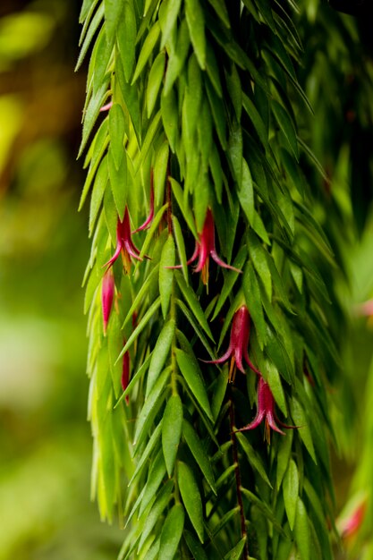 Flores da planta Ceratostema epifítica