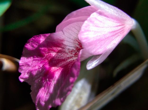 Foto flores da planta de especiarias boesenbergia rotunda