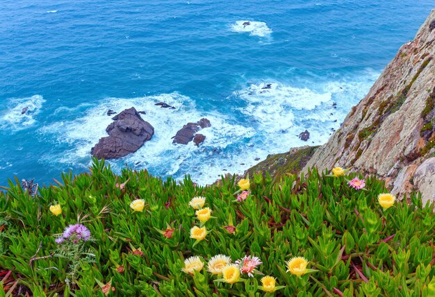 Flores da planta de gelo no Cabo da Roca (Cabo da Roca). Vista da costa do Oceano Atlântico, Portugal.