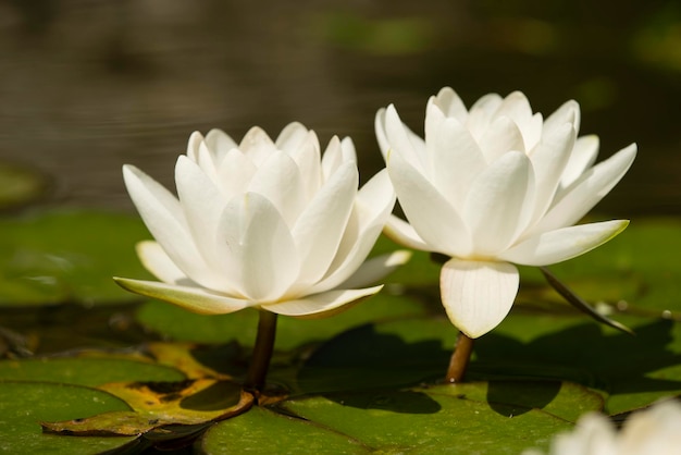 Flores da planta de nenúfar na lagoa