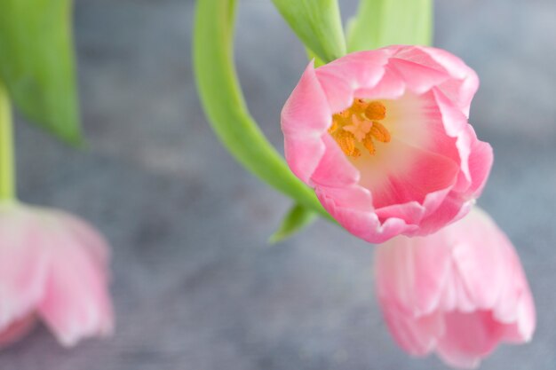 Flores da primavera. As tulipas de florescência cor-de-rosa fecham-se acima.