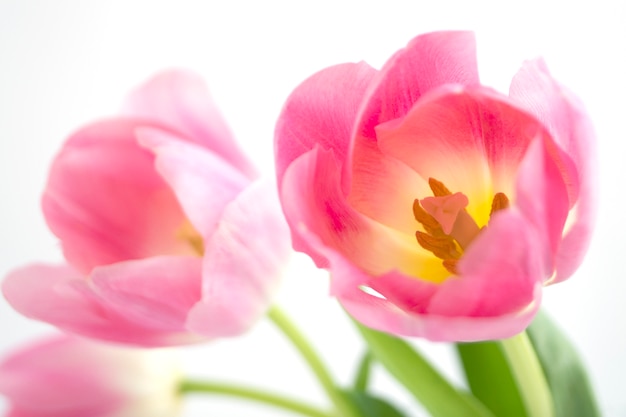 Flores da primavera. As tulipas de florescência cor-de-rosa fecham-se acima.